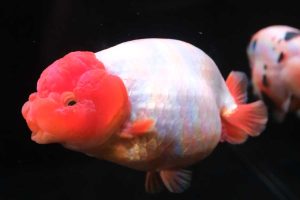 Ant Group е вложила близо 3 милиарда долара в технологични изследвания през 2023 г., включително AI · TechNode