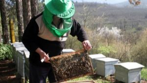 От 7 май ДФЗ отваря втори прием на заявления за подпомагане по интервенциите в сектор „Пчеларство“ през Системата за електронни услуги