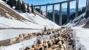 Пастирите от Синцзян започват пролетна миграция с правителствени услуги за подкрепа