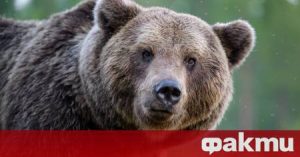 Словакия одобри продажбата на месо от кафява мечка